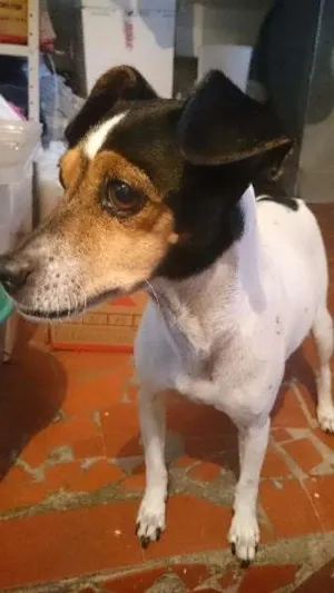 Cachorro raça  idade 1 ano nome Princesa