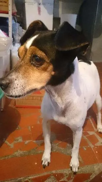 Cachorro ra a  idade 1 ano nome Princesa