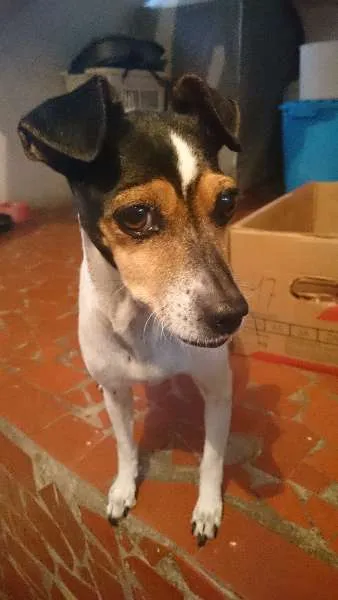 Cachorro ra a  idade 1 ano nome Princesa