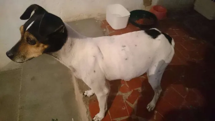 Cachorro ra a  idade 1 ano nome Princesa