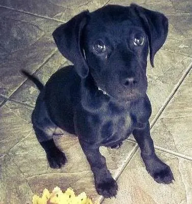 Cachorro ra a SRD idade 2 a 6 meses nome Kiara