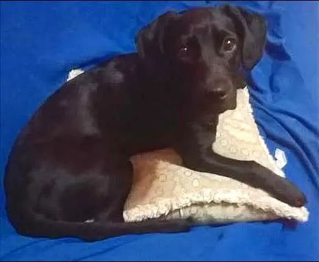 Cachorro ra a SRD idade 2 a 6 meses nome Kiara