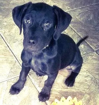 Cachorro ra a SRD idade 2 a 6 meses nome Kiara