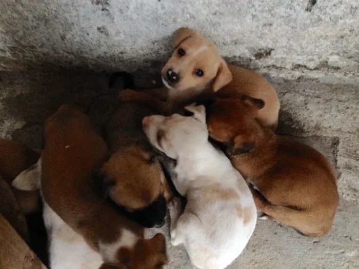 Cachorro ra a Vira lata  idade Abaixo de 2 meses nome Sem nome