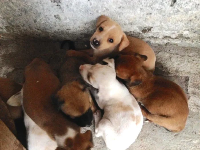 Cachorro ra a Vira lata  idade Abaixo de 2 meses nome Sem nome