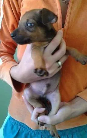 Cachorro raça Pinscher idade Abaixo de 2 meses nome não tem