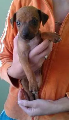Cachorro raça Pinscher idade Abaixo de 2 meses nome não tem