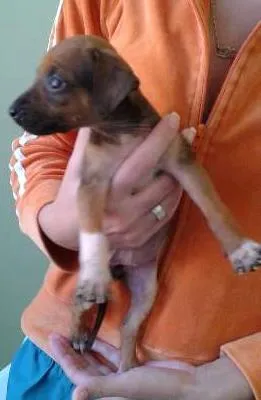 Cachorro raça Pinscher idade Abaixo de 2 meses nome não tem
