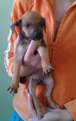 Cachorro raça Pinscher idade Abaixo de 2 meses nome não tem