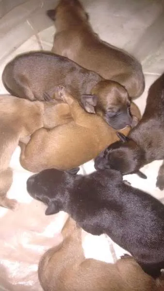 Cachorro raça  idade Abaixo de 2 meses nome Recém nascidos