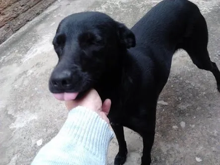 Cachorro ra a Vira-lata idade 4 anos nome Pretinha - GRATIFICO