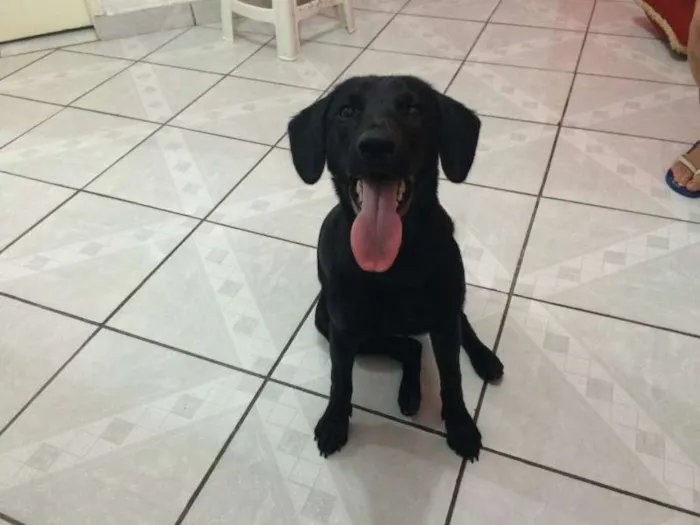 Cachorro ra a SRD idade 7 a 11 meses nome Malú