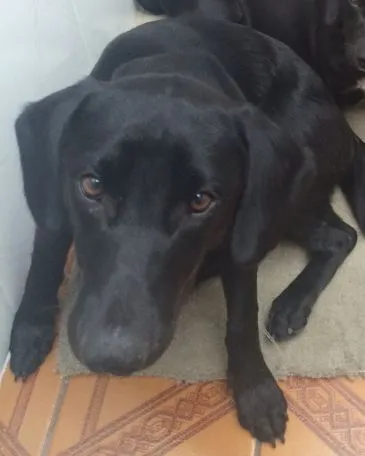 Cachorro ra a SRD idade 7 a 11 meses nome Malú