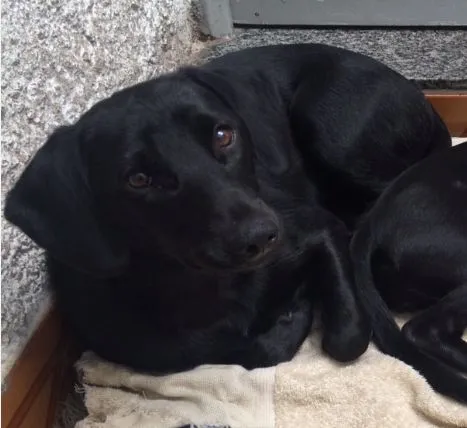 Cachorro ra a SRD idade 7 a 11 meses nome Malú