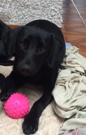 Cachorro ra a SRD idade 7 a 11 meses nome Malú