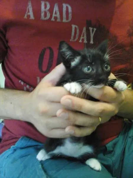 Gato ra a Desconhecida idade 2 a 6 meses nome Mia e Mailo