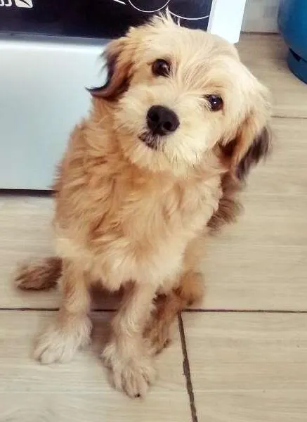 Cachorro ra a Mestiço idade 7 a 11 meses nome Marley