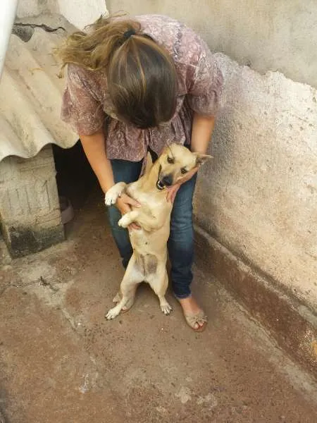 Cachorro ra a Vira latas idade 4 anos nome Manuela