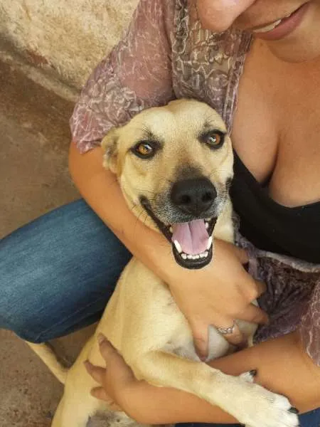 Cachorro ra a Vira latas idade 4 anos nome Manuela