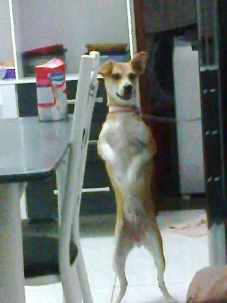 Cachorro ra a viralata idade 4 anos nome flor