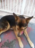 (Desconheido)