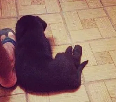 Cachorro ra a Poodle misturado idade 2 a 6 meses nome Negão