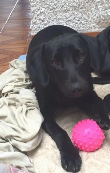 Cachorro ra a SRD idade 7 a 11 meses nome Malú