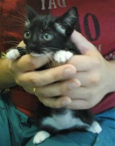 Gato ra a Desconhecida idade 2 a 6 meses nome Mia e Mailo