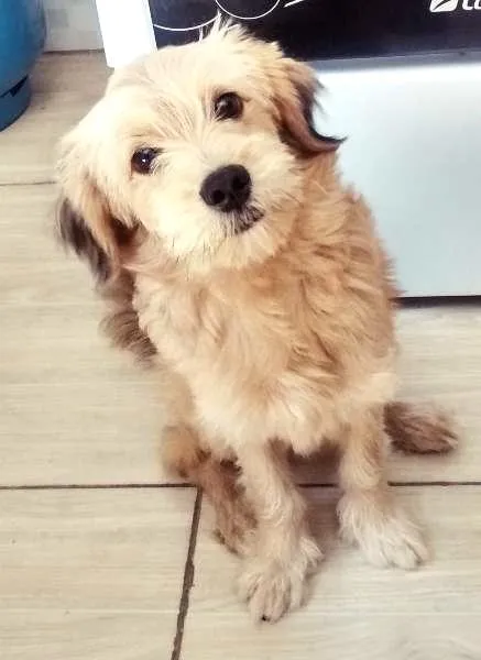Cachorro ra a Mestiço idade 7 a 11 meses nome Marley