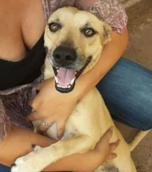 Cachorro raça Vira latas idade 4 anos nome Manuela