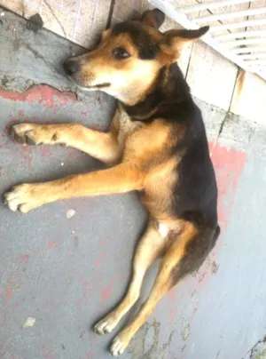 Cachorro raça SRD - Mistura de Pastor alemão idade 7 a 11 meses nome (Desconheido)