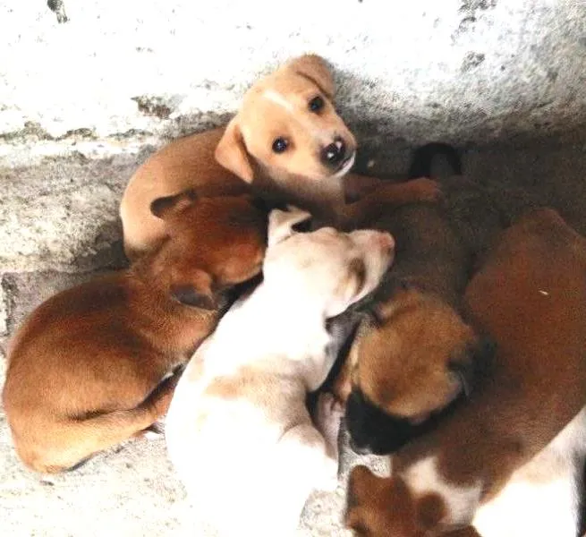 Cachorro ra a Vira lata  idade Abaixo de 2 meses nome Sem nome