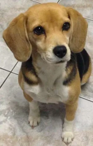 Cachorro raça Beagle idade 6 ou mais anos nome Linda