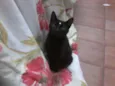 Pretinha