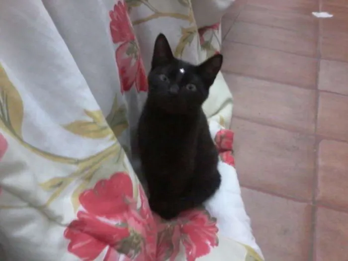 Gato ra a desconhecida idade 2 a 6 meses nome Pretinha
