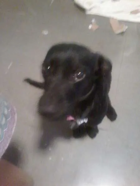 Cachorro raça viralata idade 2 a 6 meses nome Emily