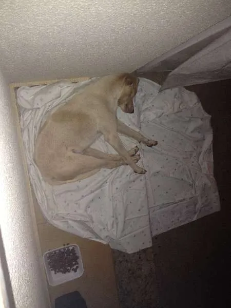 Cachorro ra a SRD idade 1 ano nome Zito