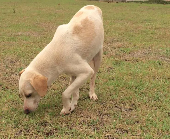 Cachorro ra a SRD idade 1 ano nome Zito