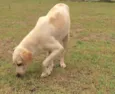 Zito