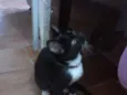 Belinha