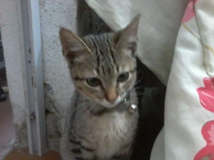 Gato ra a  idade 2 a 6 meses nome Dengo
