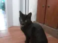 Lico