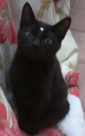 Gato raça desconhecida idade 2 a 6 meses nome Pretinha