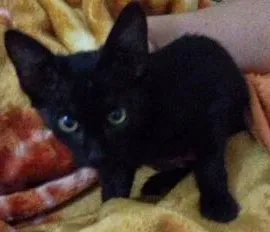 Gato raça Comum idade 2 a 6 meses nome Tica