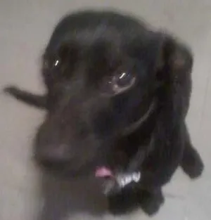 Cachorro raça viralata idade 2 a 6 meses nome Emily