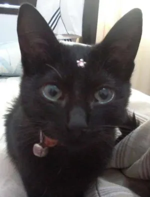 Gato raça não definida idade 2 a 6 meses nome Nina