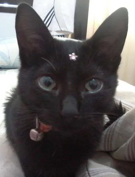 Gato ra a não definida idade 2 a 6 meses nome Nina