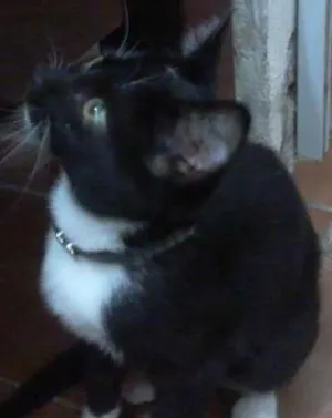 Gato raça  idade 2 a 6 meses nome Belinha