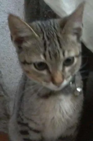 Gato raça  idade 2 a 6 meses nome Dengo