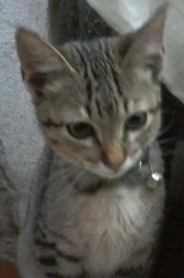 Gato ra a  idade 2 a 6 meses nome Dengo